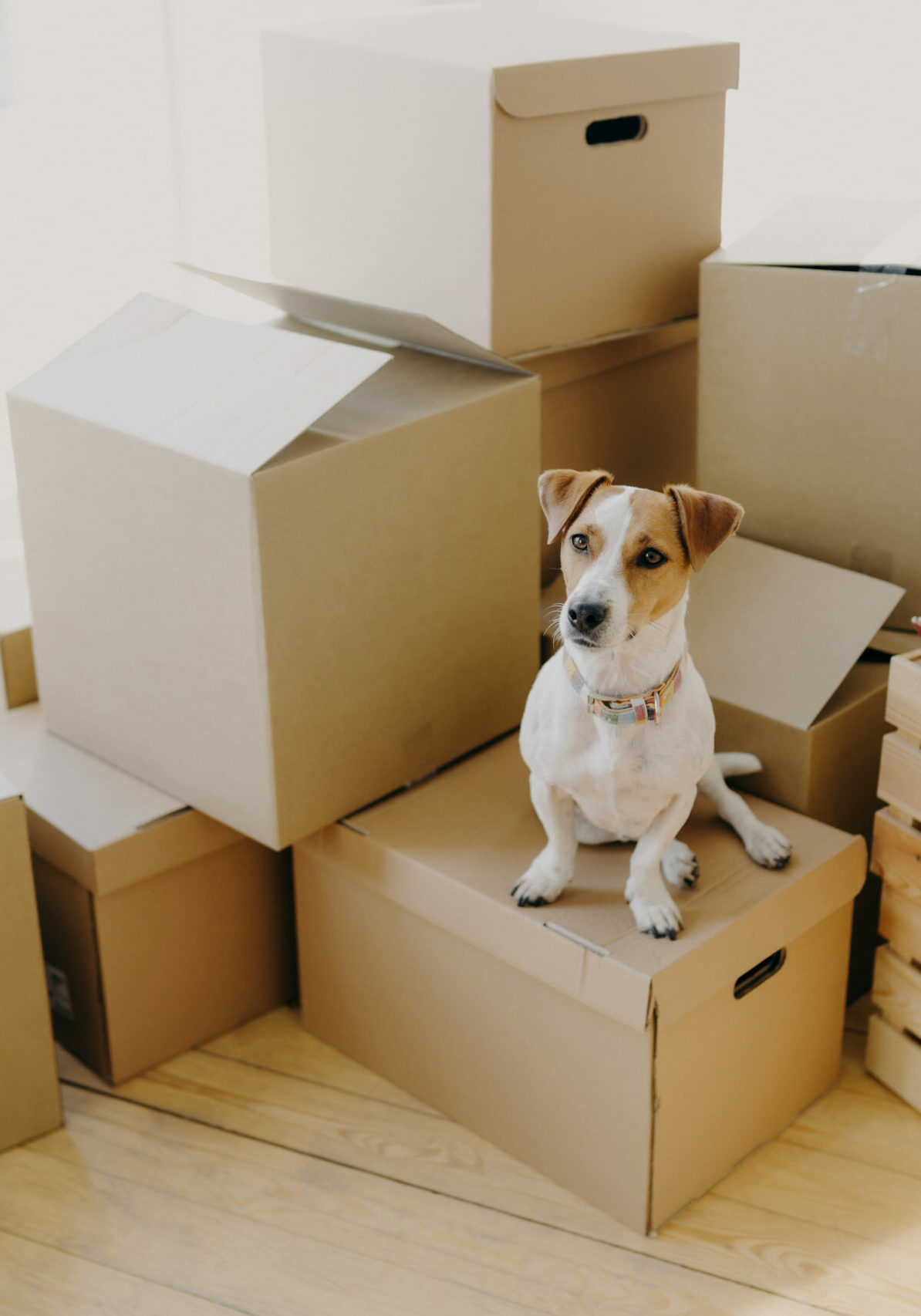 Top view of domestic animal dog poses on cardboard boxes with personal stuff, poses in flat where repairing is, drill and wooden box with indoor plant and book near, big window in background